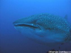 Scarface. This whale shark has a big scar above the mouth... by Ramón Domínguez 